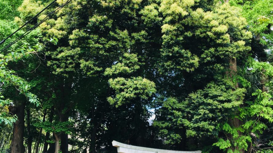 自信がない自分を変えよう!認知行動療法で自己肯定感を高め幸せ力を手に入れる方法