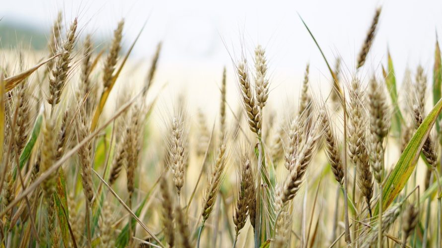 遺伝子組み換え食品や農薬小麦の輸入で食パンから大量の農薬が!日米貿易協定で更なる癌リスクUP