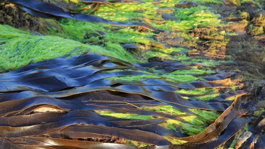 新型肺炎感染者に「低カリウム血症」を確認。カリウムを多く含む食品は?